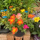 Container Portulaca Bloomigo