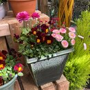 Container Spring mix 1