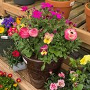 Container Spring mix 3