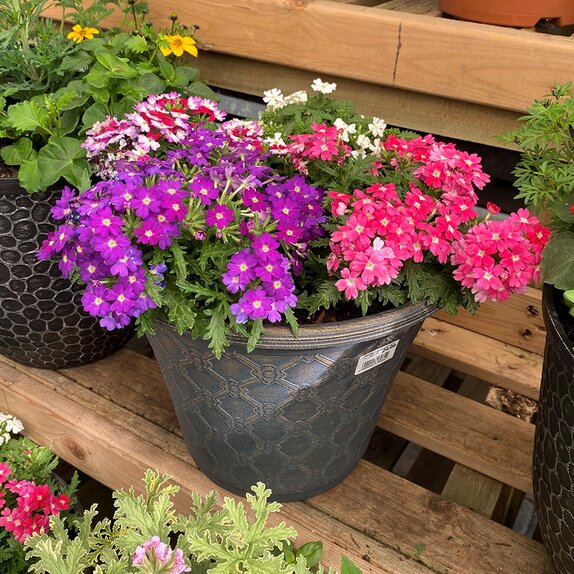 Container Summer mix 2 - image 1
