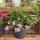 Container Summer mix 2 - image 2