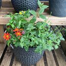 Container Summer mix 3 - image 2