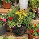 Container Summer mix 3 - image 3