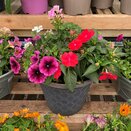 Container Summer mix 3 - image 2
