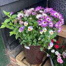 Container Summer mix 4