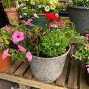 Container Summer mix 4 - image 2