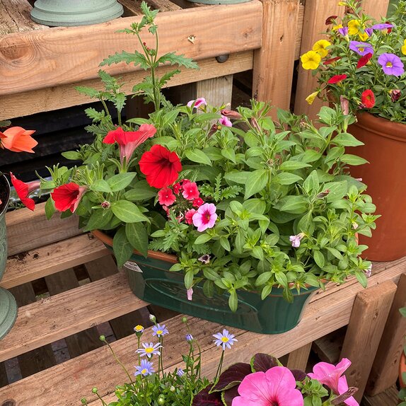 Container Summer mix 4 - image 3