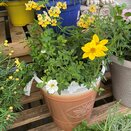 Container Summer Mix - image 1
