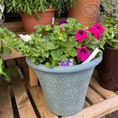 Container Summer Mix - image 3