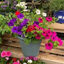 Container Summer Mix - image 1