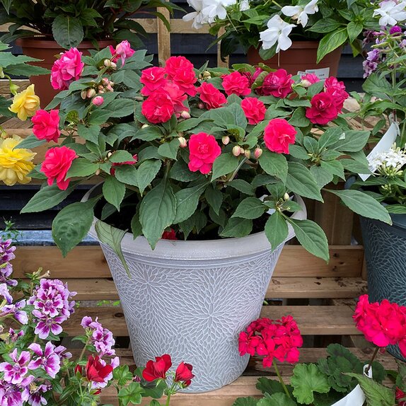 Container Summer Mix medium - image 1