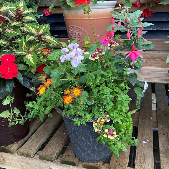 Container Summer Mix small - image 1