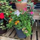 Container Summer Mix small - image 1