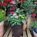 Container Summer Mix small - image 2