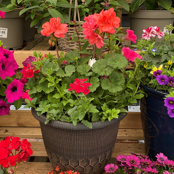 Container Summer Mix2 - image 1