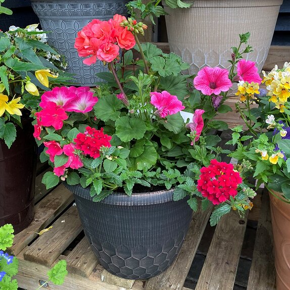 Container Summer Mix2 - image 2