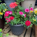 Container Summer Mix2 - image 2