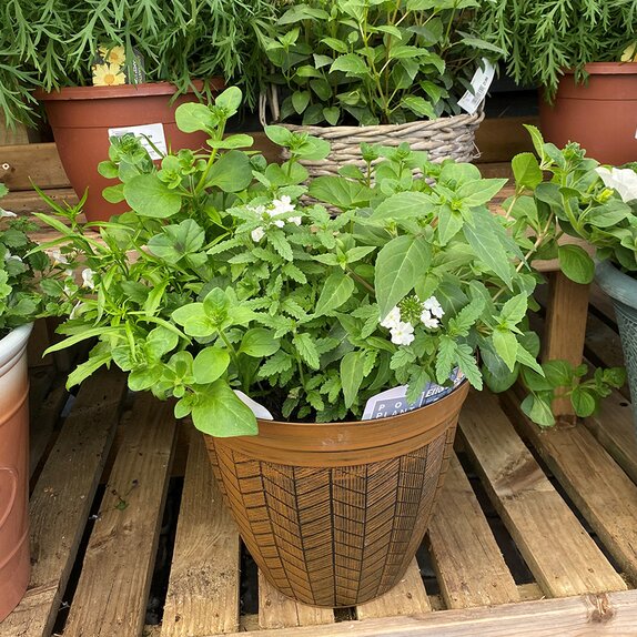 Container Summer Pop Planter