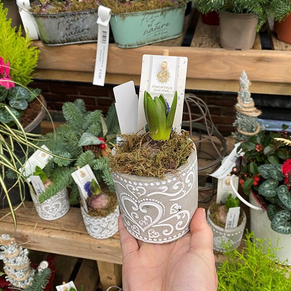 Container Verona with a Hyacinth bulb