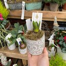 Container Verona with a Hyacinth bulb