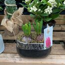 Container Winter Chique with Hyacinth Bulbs