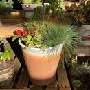 Container Winter Mix - image 2