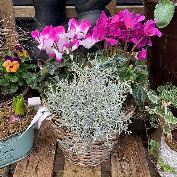 Container Winter mix medium - image 4