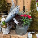 Container Winter Mix Medium