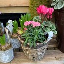 Container Winter mix small - image 2