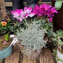 Container Winter mix small - image 4