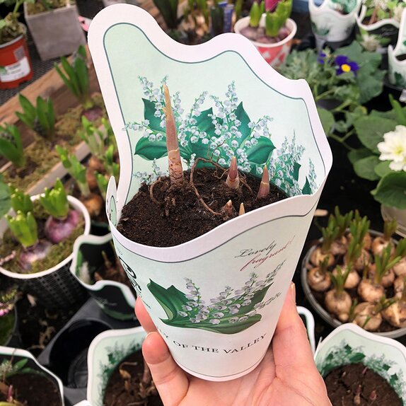 Convallaria majalis 9cm pot