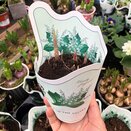 Convallaria majalis 9cm pot