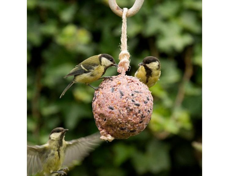Copdock Fat Balls Tub of 50 - image 2