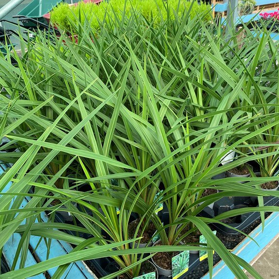 Cordyline aus. Peko
