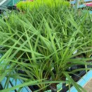 Cordyline aus. Peko