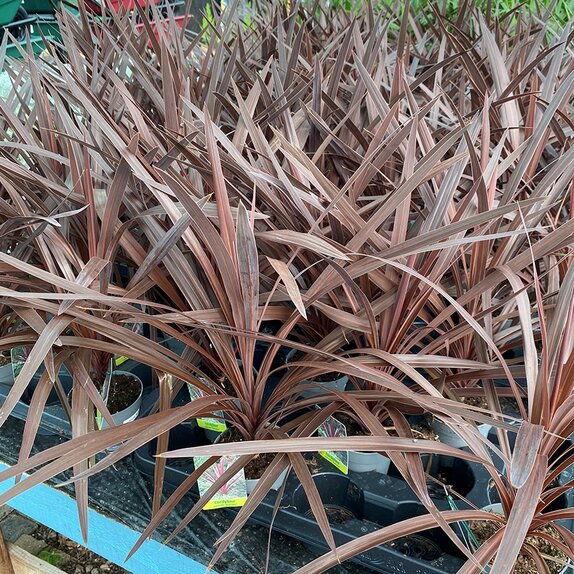 Cordyline aus. Red Star - image 1