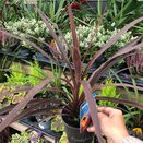 Cordyline aus. Red Star - image 2