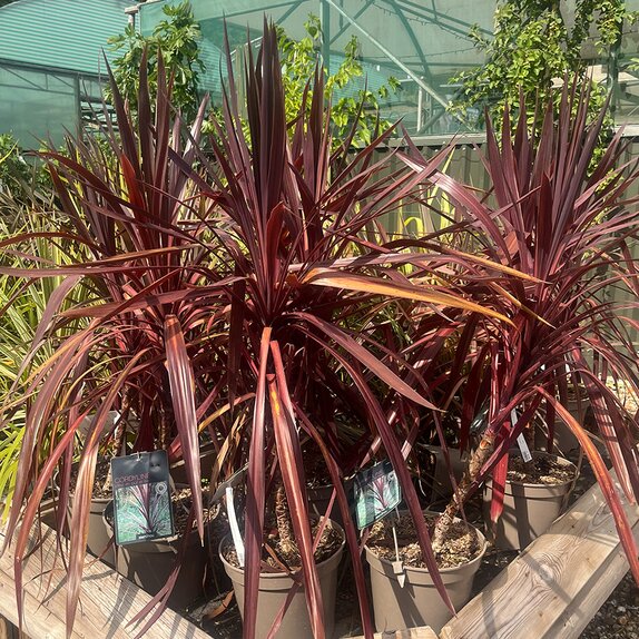 Cordyline Black knight
