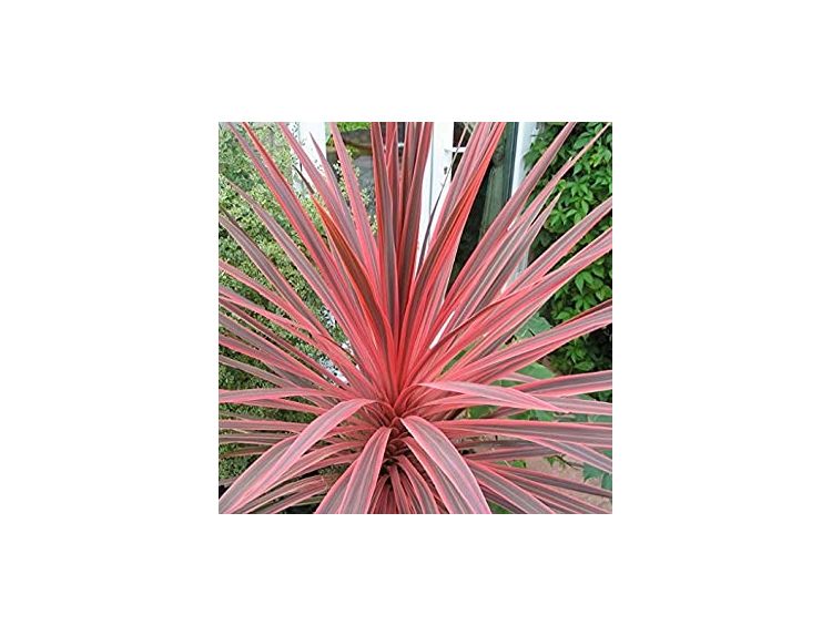 Cordyline Charlie Boy 2 litre pot
