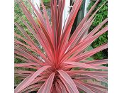 Cordyline Charlie Boy 2 litre pot