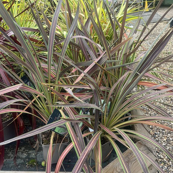 Cordyline Electric star®