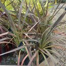 Cordyline Electric star®