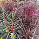 Cordyline in varieties