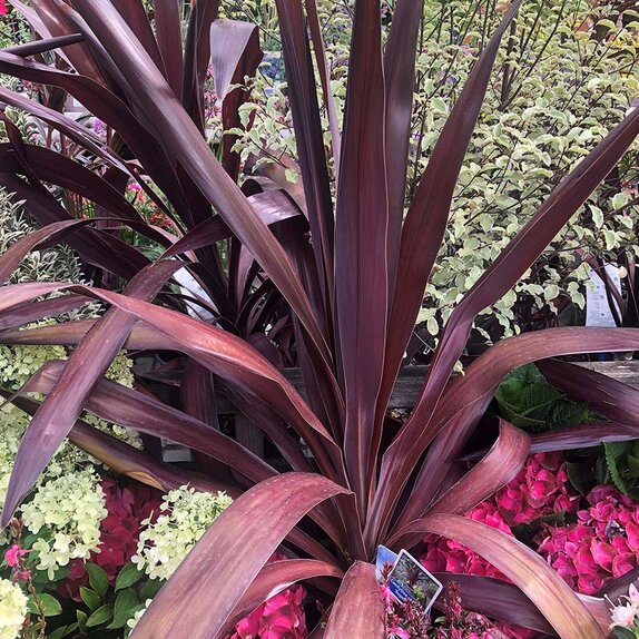 Cordyline 'Superstar'