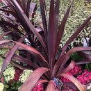 Cordyline 'Superstar'