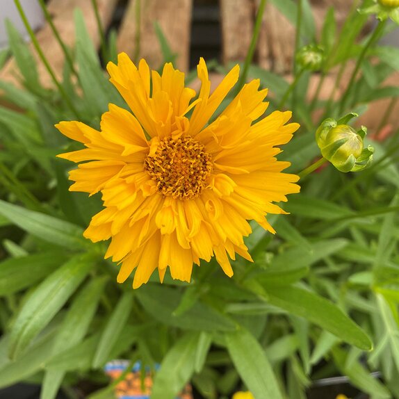 Coreopsis early Sunrise - image 1