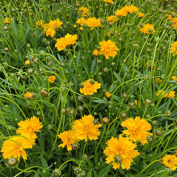 Coreopsis early Sunrise - image 2