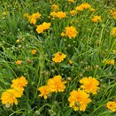 Coreopsis early Sunrise - image 2