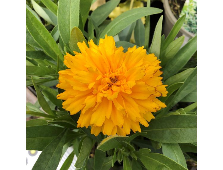 Coreopsis Golden Sphere