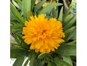 Coreopsis Golden Sphere